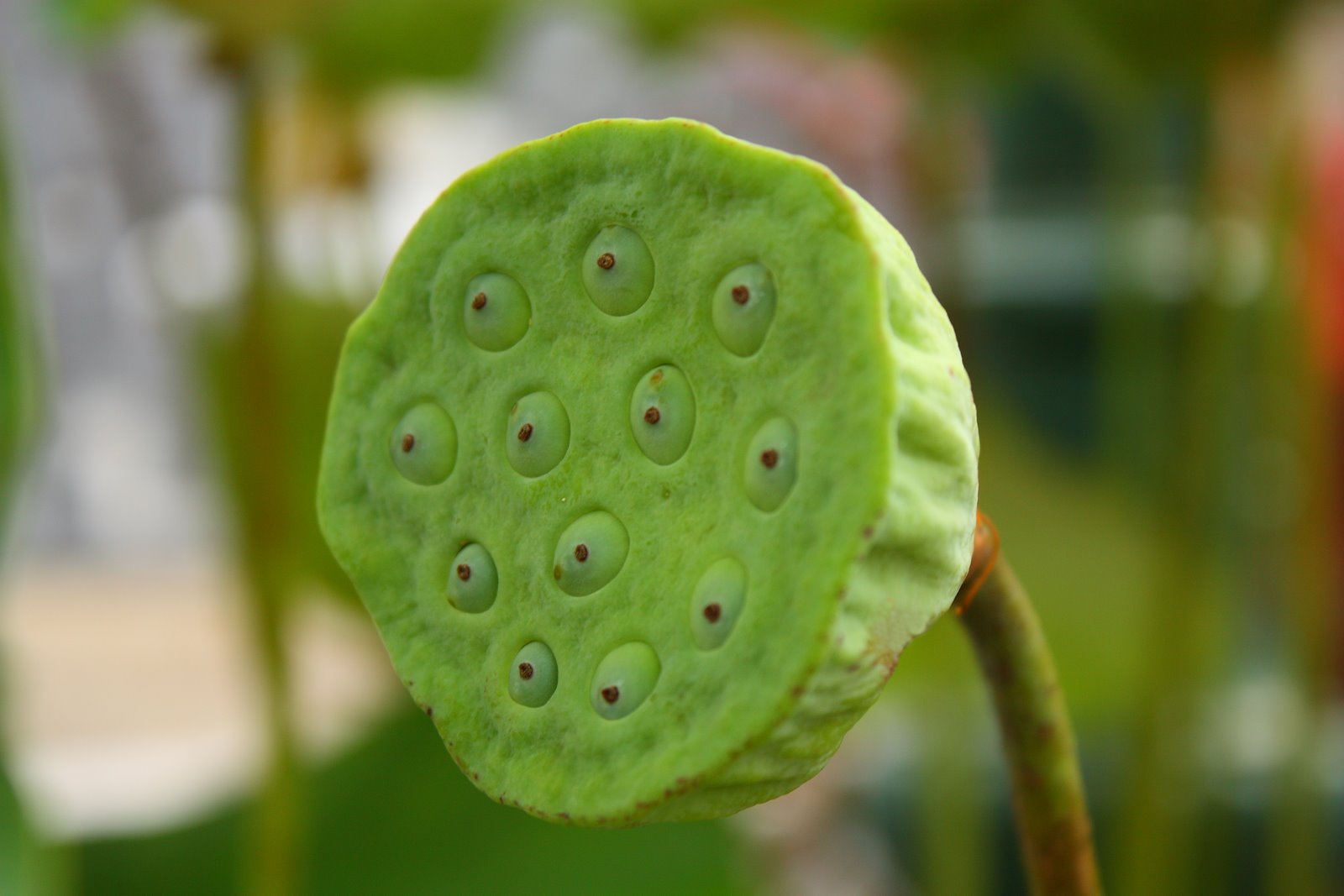 How To Dry Lotus Seed Pods Natural Dry Lotus Seed Pod Flower Stem